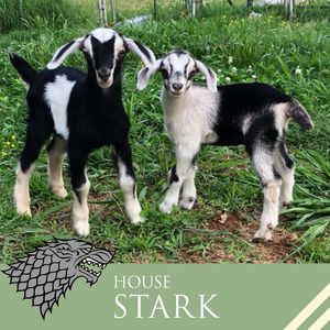 Meet your Posher, Bridget